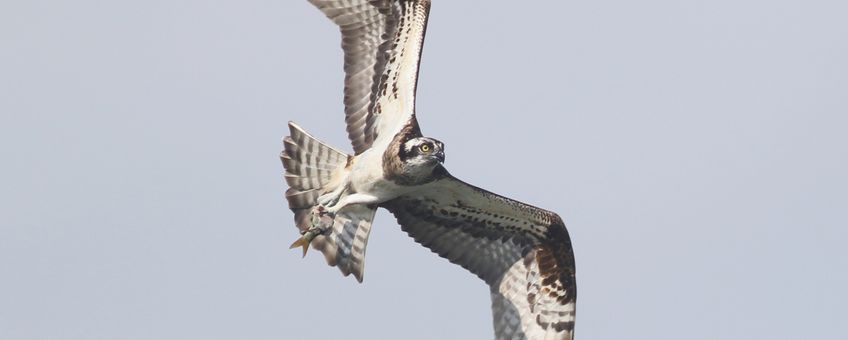 Visarend in de Biesbosch met een vis - eenmalig gebruik