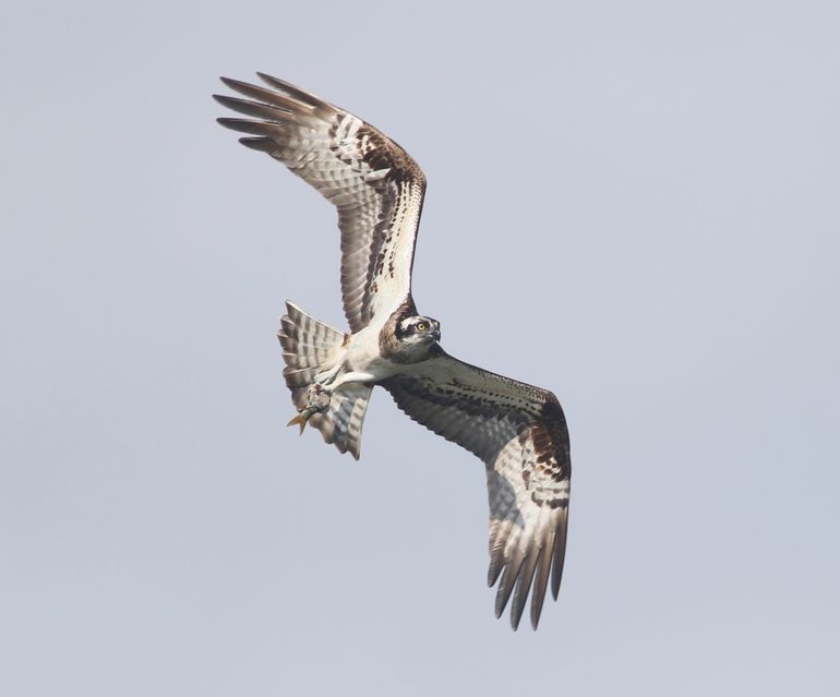 Visarend in de Biesbosch met een vis