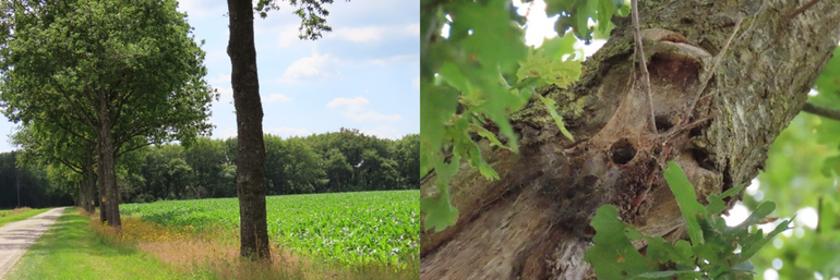 Steenwijkerweg met vogelnestkasten. Achterin bij de bossen zijn kleine poppenrovers uitgezet. Rechts door vogels leeg gevreten eikenprocessierupsnesten