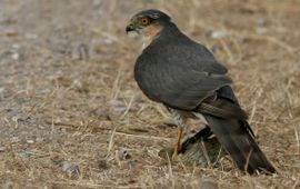 Sperwer. Lars Soerink werkt bij Vogelbescherming Nederland