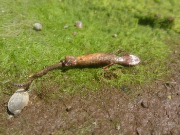 Dode kleine watersalamander in drooggevallen poel