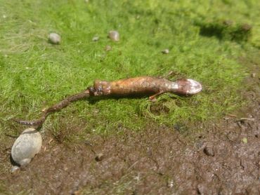 Dode kleine watersalamander in drooggevallen poel