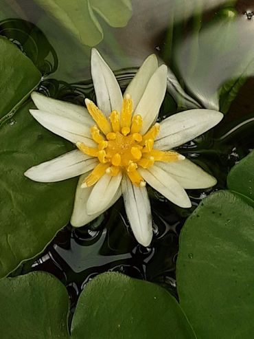 Nymphaea thermarum