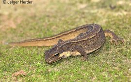Jelger Herder kleine watersalamander
