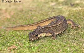 kleine watersalamander