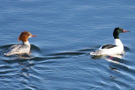 Mergus merganser. Grote zaagbek