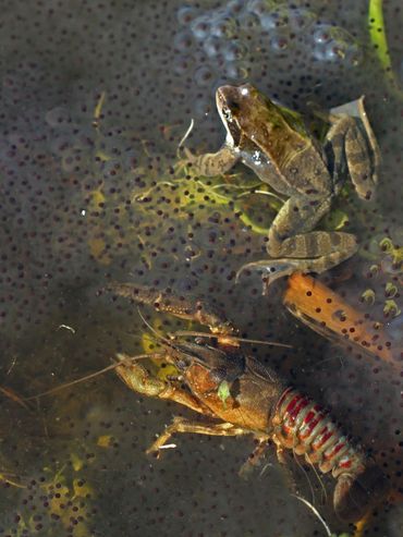 Gevlekte Amerikaanse rivierkreeft eet van de kikkerdril van bruine kikker