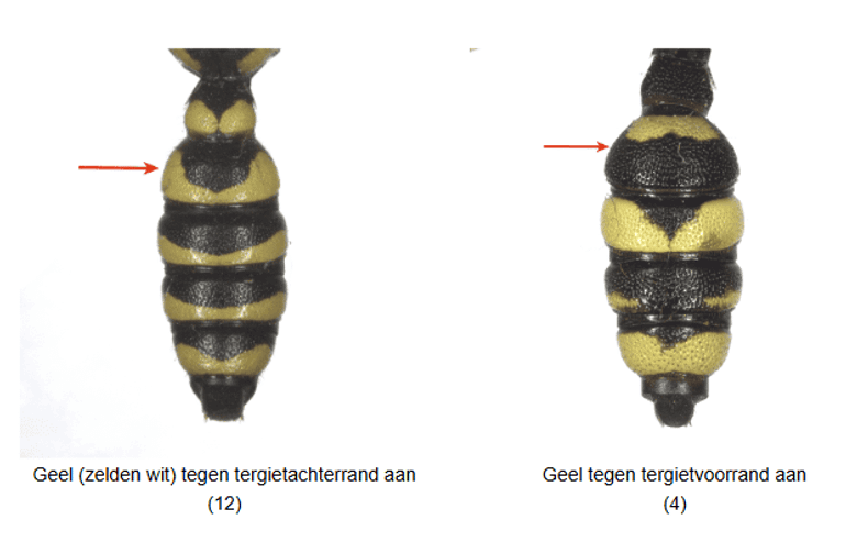 Op basis van de plaatsing van de geeltekening op het tweede achterlijfssegment kun je soorten knoopwespen uit elkaar houden