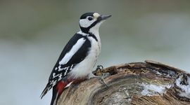 Dendrocopos major , Grote bonte specht - Voor bericht Vogelbescherming Nederland 11 augustus 2026
