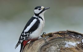 Dendrocopos major , Grote bonte specht - Voor bericht Vogelbescherming Nederland 11 augustus 2026