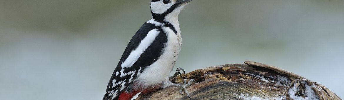 Dendrocopos major , Grote bonte specht - Voor bericht Vogelbescherming Nederland 11 augustus 2026