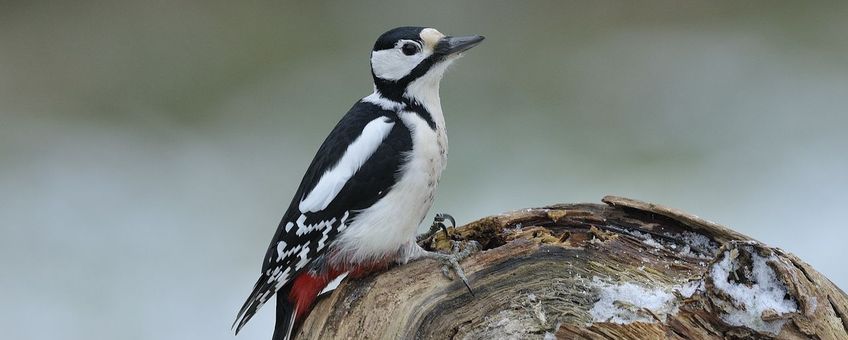 Dendrocopos major , Grote bonte specht - Voor bericht Vogelbescherming Nederland 11 augustus 2026