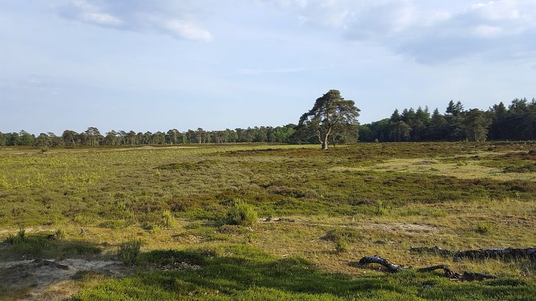 Westerveld in Drenthe