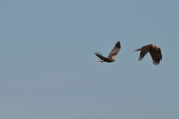 Bruine Kiekendief met een logger met korte antenne