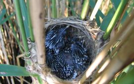 Koekoeksjong in nest kleine karekiet