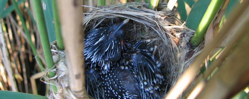 Koekoeksjong in nest kleine karekiet