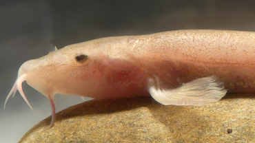 The cave loach is the first cave fish species discovered in Europe