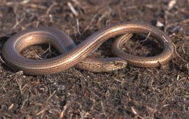 Hazelworm Saxifraga