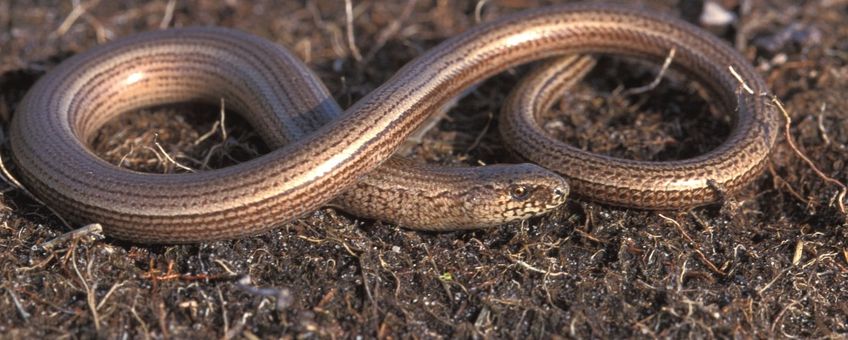 Hazelworm Saxifraga