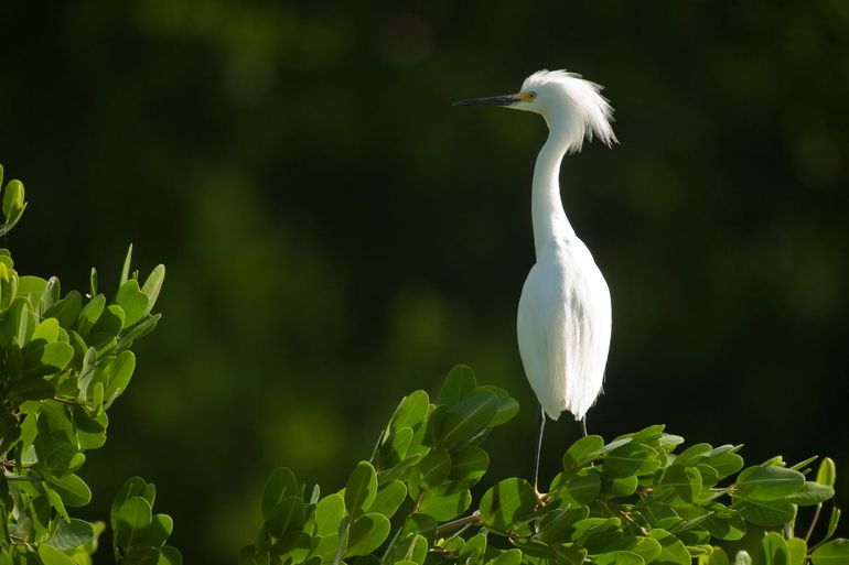 Kleine zilverreiger in de mangroven op Sint Maarten