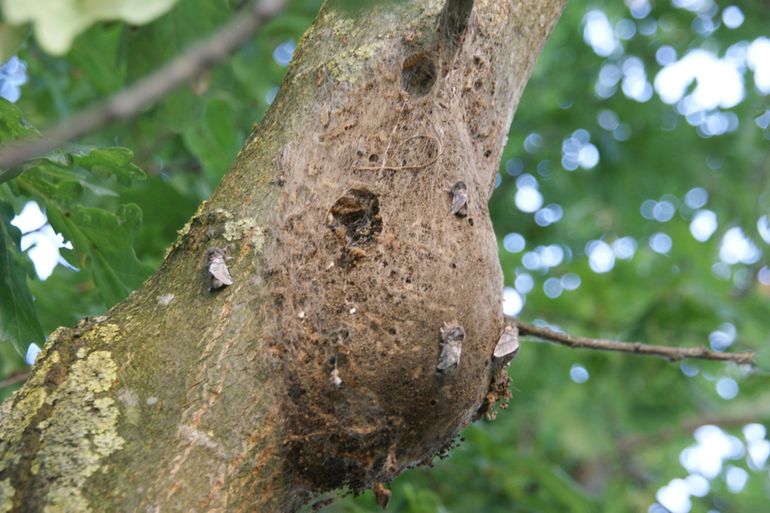 Eikenprocessievlinders aan het drogen op het nest waarin ze zijn verpopt