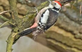 Harvey van Diek Middelste bonte specht, thumbnail, SOVON