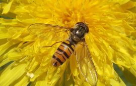 Frank Dorsman, Saxifraga Episyrphus balteatus. Snorzweefvlieg