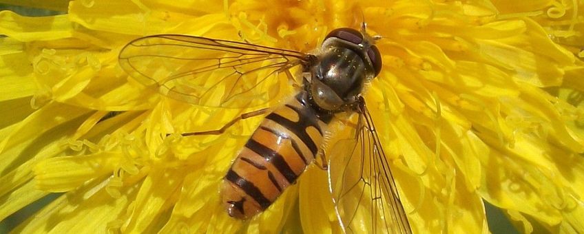 Episyrphus balteatus. Snorzweefvlieg
