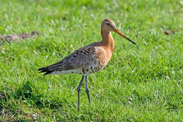 In ruim zestig jaar tijd is de populatie boerenlandvogels, zoals de grutto, met gemiddeld zeventig procent afgenomen