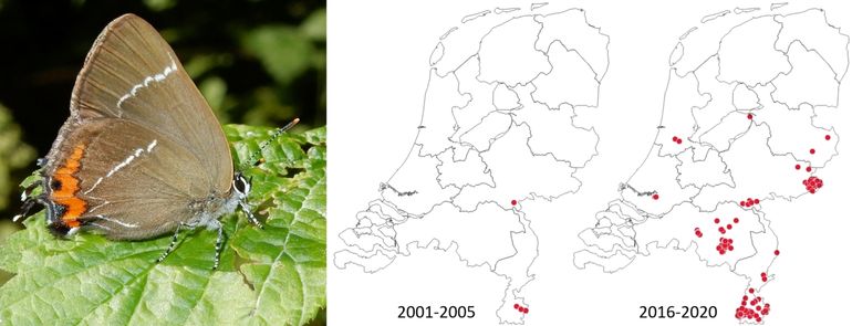 De uitbreiding van de iepenpage in beeld, 2001-2005 en 2016-2020