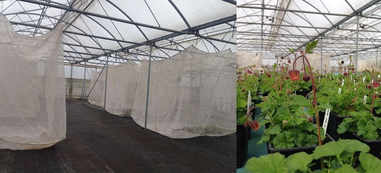 Links de speciale afgesloten kweekruimtes om de planten in op te kweken en daarnaast het resultaat: potten met knikkend nagelkruid