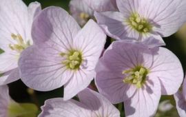 Bloei pinksterbloem detailopname. Foto: Joost uit ten Bogaard. Beschikbaar gesteld aan de Natuurkalender