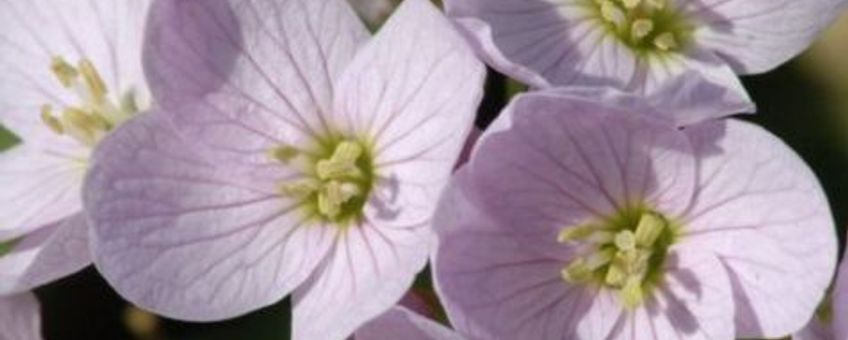 Bloei pinksterbloem detailopname. Foto: Joost uit ten Bogaard. Beschikbaar gesteld aan de Natuurkalender