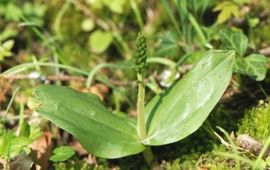 Grote keverorchis
Foto: Wout van der Slikke