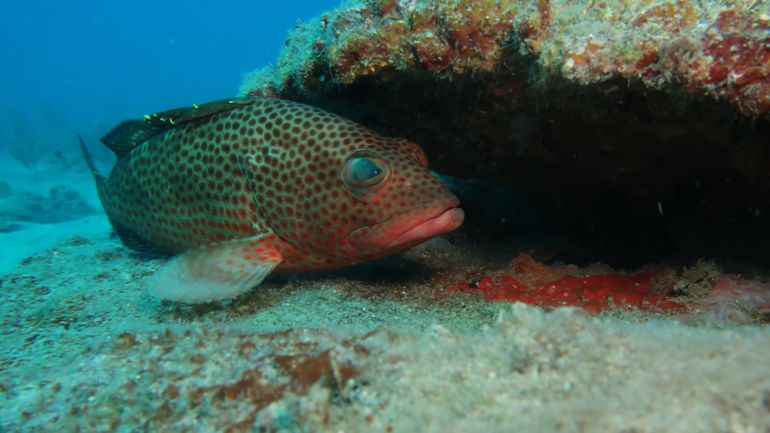 Rock hind (grouper) hiding within the layers of a layered cake reef