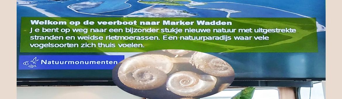 infoscherm op de boot naar Marker Wadden en (inzet) exemplaren van de Amerikaanse gladde schijfhoren