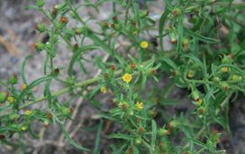 Egbert de Boer Kamferalant (Dittrichia graveolens)