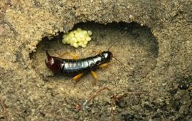 Roy Kleukers Geelpootwoorworm