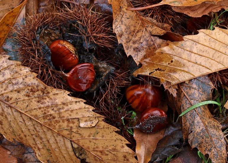 Tamme kastanjes zijn geliefd bij allerlei dieren