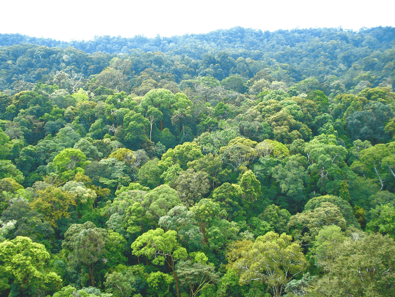 Tropisch regenwoud ten westen van de Wallacelijn in de Lambir Hills, Maleisisch Borneo