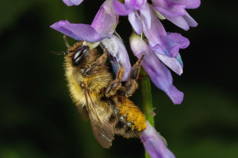 High-quality photographs can provide diagnostic information, knowledge on traits and interactions and introduce people to the beauty and wonder of bee diversity. Megachile nigriventris female (Hym. Megachilidae), Rochefort, Belgium