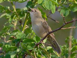Stefan Hage, Birds.se CC BY-SA 3.0-licentie Sprinkhaanzanger