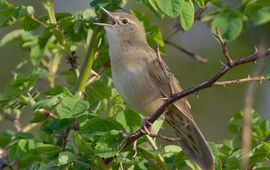 Stefan Hage, Birds.se CC BY-SA 3.0-licentie Sprinkhaanzanger