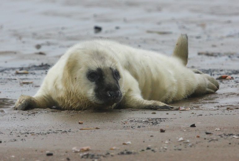 Pup van grijze zeehond