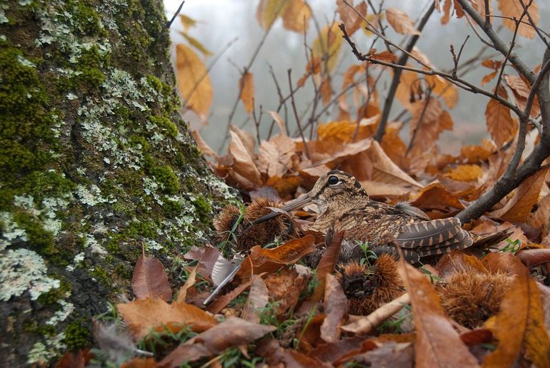 De goed gecamoufleerde houtsnip broedt op de grond in het bos en is kwetsbaar voor verstoring