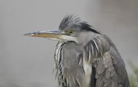 Ardea cinerea. Blauwe reiger