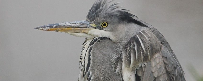 Ardea cinerea. Blauwe reiger