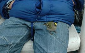 Frank van der Wielen Goudhaantje landt op broek van een opvarende tijdens een zeevogelexcursie