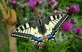 Koniginnepage (Papilio Machaon)