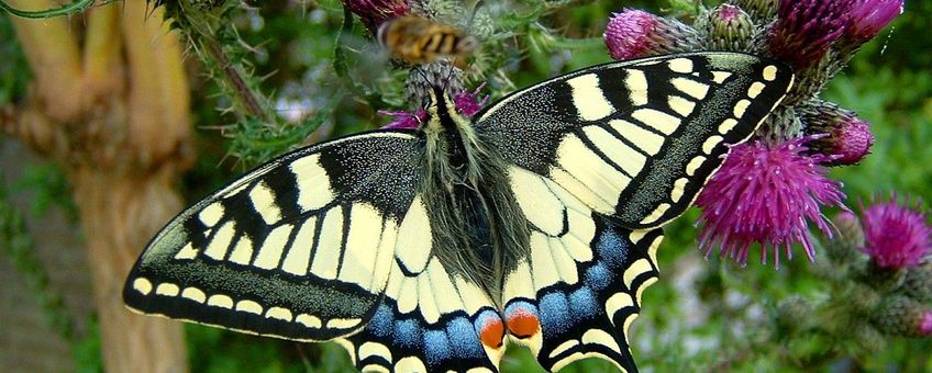 Koniginnepage (Papilio Machaon)